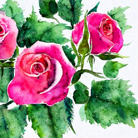 pinke rosen