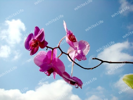 Orchidee im Himmel