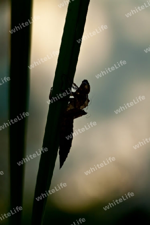 Metamorphose der Libelle