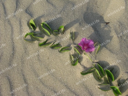 Blume im Sand, Dominikanische Republik