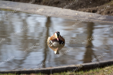 bunte Ente in einem Teich beim schwimmen