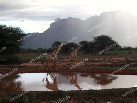 Landschaft, Savanne, Wasserstelle, See, Teich, T?mpel, Giraffe, Giraffen, an, einer, Wasserstelle, in, Tsavo, West, Kenya, Kenia, Afrika, Nationalpark