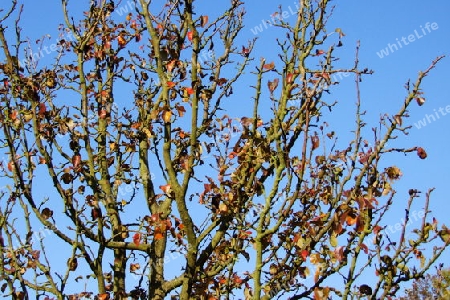 Birnbaumkrone im Herbst