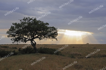 Leberwurstbaum (Kigelia africana, Kigelia pinnata ) vor Gewitterhimmel, Masai Mara , Kenia