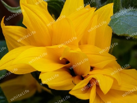 Sonnenblume Sonderform, Abnorm-Form P6270512