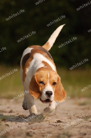 Beagle im Trab