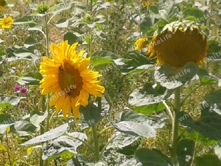 Sonnenblumen-Feld 1