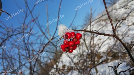 rote Beeren im Schnee
