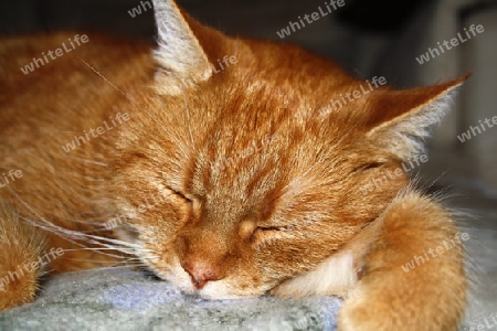 Sleeping red housecat - schlafende rote Hauskatze