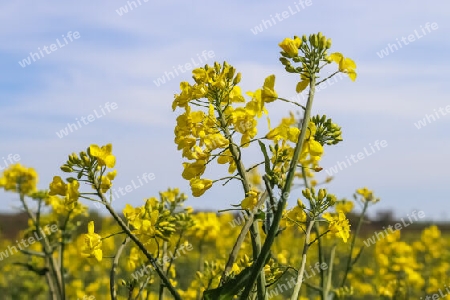 Yellow field of flowering rape and tree against a blue sky with clouds, natural landscape background with copy space, Germany Europe.