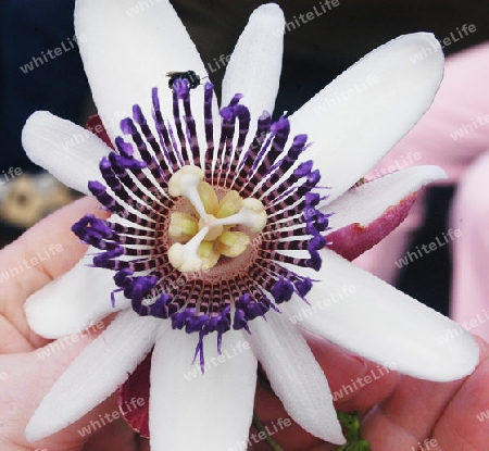 Passiflora lingularis