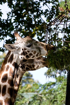 Giraffe essen Gras