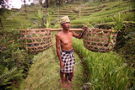 Die Reisfelder von Tegalalang noerdlich von Ubud in Zentral Bali auf der Insel Bali in Indonesien..