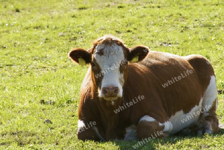 Auf der Weide liegende brauen Kuh, in  der Sonne ruhend.