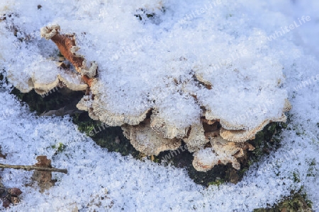 Herber Zwergknaeueling Panellus stypticus(Ritterlingsartige) im Winter, mit schnee bedeckt