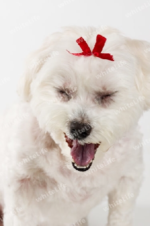 Stock Photo:  Yawn, Tired, Bored, Dog, Pets, Breeds, Cute,