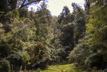typischer Eukalyptuswald im S?den Chiles .