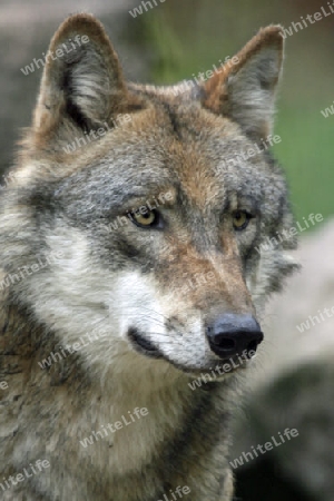 Wolf 014