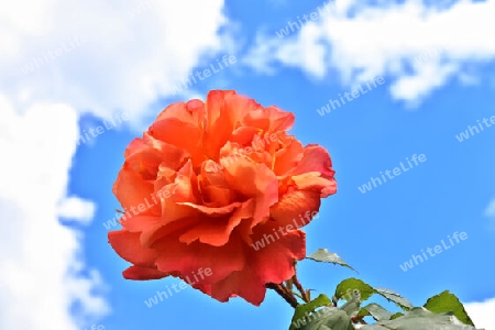 Top view of yellow and orange rose flower in a roses garden with a soft focus background.