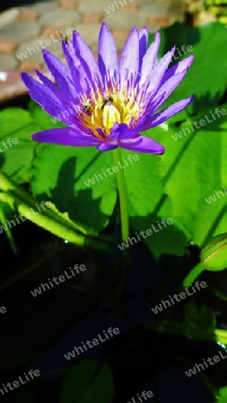 Lotus in blau
