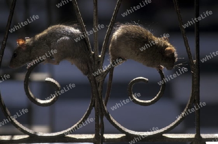 rats at the Rat Temple in the town of Deshnok in the province of Rajasthan in India.