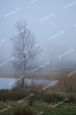 Tree and pond in fog
