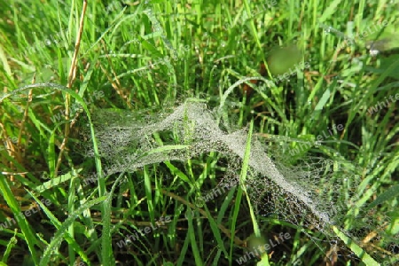 Betaute Spinnwebe im Gras - Bedewed cobweb in the grass