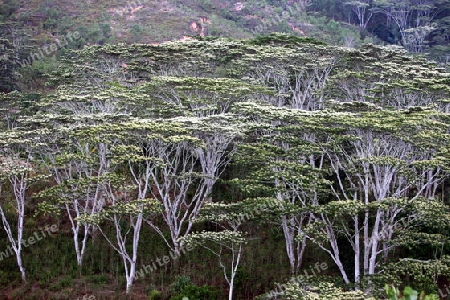 Tropischer Wald bein Bergdorf  Aileu suedlich von Dili in Ost Timor auf der in zwei getrennten Insel Timor in Asien. 