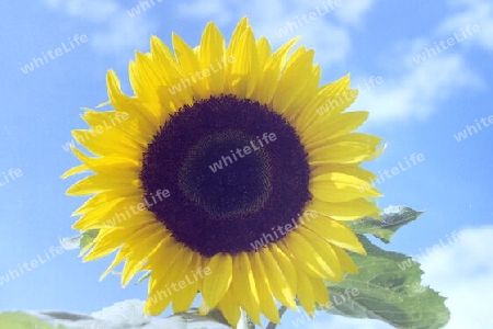 Die Sonnenblume in der Sonne!