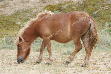 Brown Shetland pony grazing in a sand dune  Braunes Shetland Pony beim grasen in einer Sandd?ne