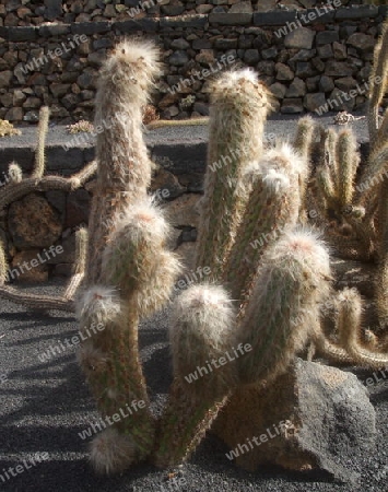 Lanzarote,Kaktus im Kakteen-Garten von Cesar Manrique