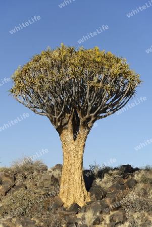 K?cherbaum oder Quivertree (Afrikaans: Kokerboom,  Aloe dichotoma) bei Sonnenaufgang , Keetmanshoop, Namibia, Afrika