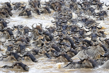 Gnu, Streifengnu, Weissbartgnu (Connochaetes taurinus), Gnumigration, Gnus beim durchqueren des Mara River, Masai Mara, Kenia