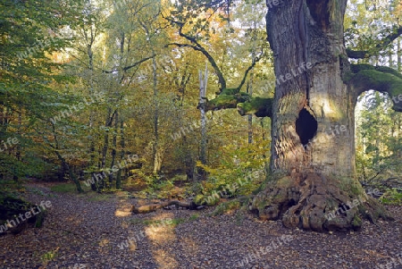 Ca. 800 Jahre alte Eiche ( Quercus ) im Herbst,  Urwald Sababurg Naturschutzgebiet, Hessen, Deutschland, Europa