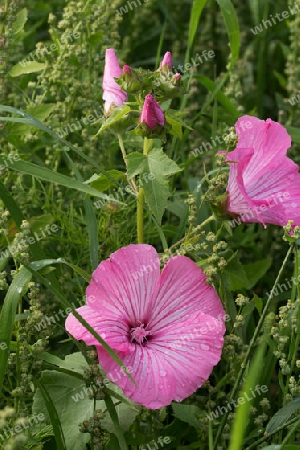 Pinke Acker-Winden Blueten und Knospen - Pink field bindweed flowers and buds