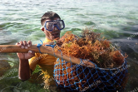 Ein Arbeiter beim Seegrass ernten in der Seegrass Plantage auf der Insel Nusa Lembongan der Nachbarinsel von Bali, Indonesien.