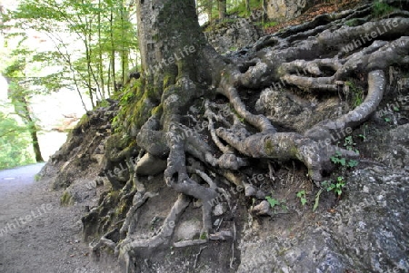 Zeitzeuge der Natur ein Jahrhunderjahre alter Baum