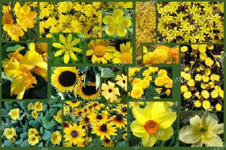 Yellow flowers, collage