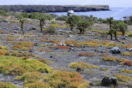 Baumopuntien (Opuntia echios), erheben sich aus einem Teppich von Galapagos Sesuvien (Sesuvium portulacastrum), Insel Plaza Sur, Galapagos, Unesco Welterbe,  Ecuador, Suedamerika