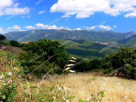 Landschaft auf Sardinien mit Kieferw?ldchen und Berge im Hintergrund