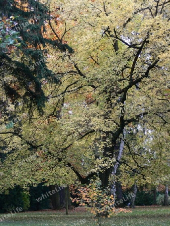 M?chtiger Baum im Herbst