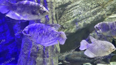 Fische in Aquarium