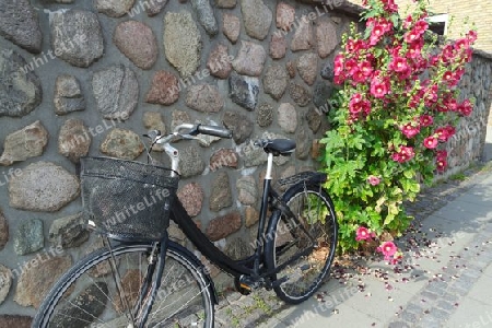 Fahrrad und Stockrosen vor einer Mauer, Bornholm