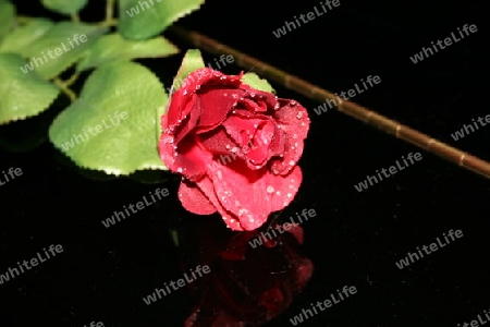 Rote Rose aus schwarzen Klavier