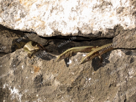 Geckos beim Sonnenbad