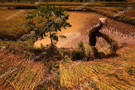 Ein Reisfeld in der Bergregion beim Dorf Kasi an der Nationalstrasse 13 zwischen Vang Vieng und Luang Prabang in Zentrallaos von Laos in Suedostasien.