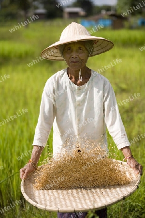 Reis sieben