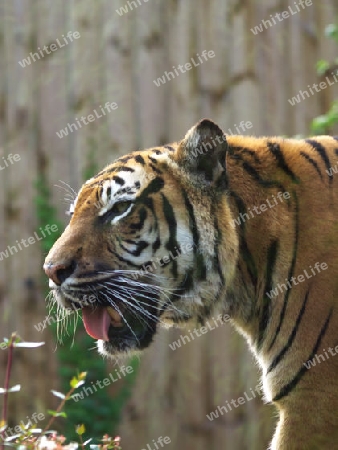beeindruckender Tiger
