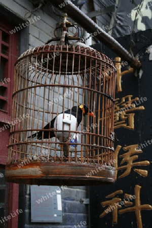 Vogel im Kaefig in China