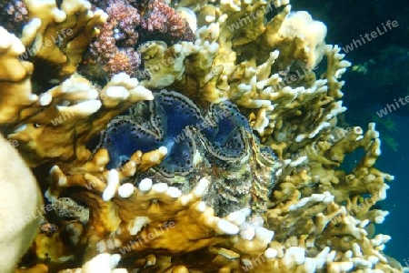 Riesenmuschel und Korallen